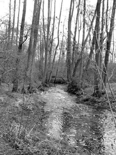 Olchy nad Olesińską Strugą
