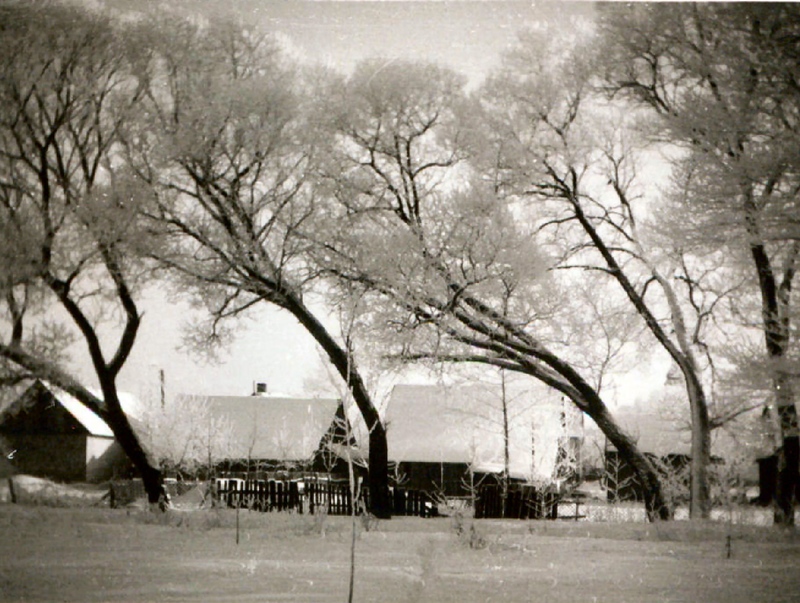 Wierzby w Olesznie (połowa XX w)